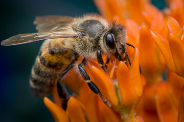 European honey bee (Apis mellifera) - obrazy, fototapety, plakaty