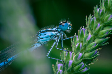 Azure damselfly (Coenagrion puella)