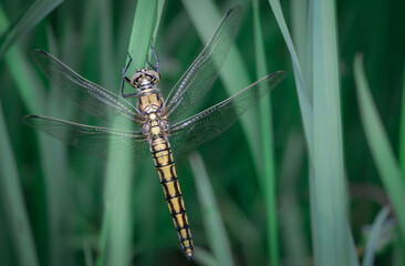 black-tailed skimmer (Orthetrum cancellatum) female