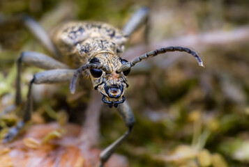 Beetle Rhagium sycophanta
