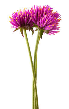 Bachelor's button flowers