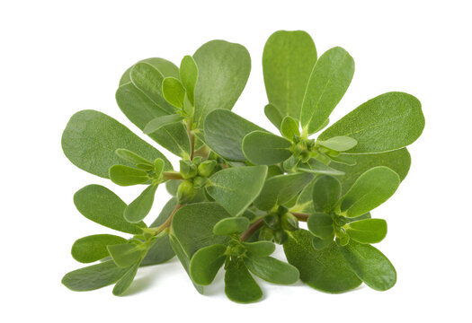 Common purslane