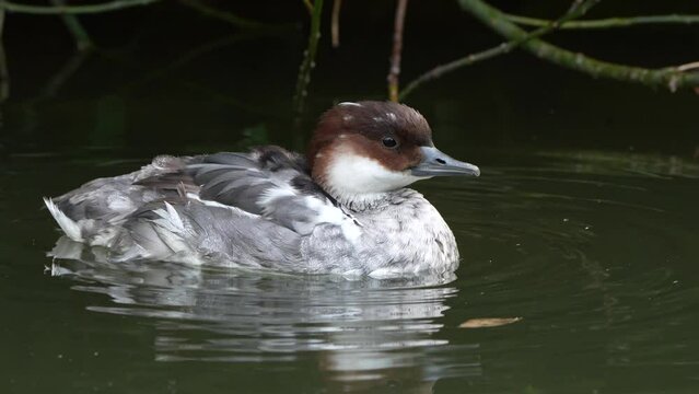 ein zwergs&auml;ger schwimmt auf dem wasser,  Mergellus albellus