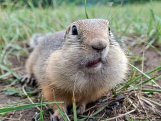 Prairie dog looking at the camera with a surprised face