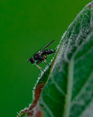 Macro pictures with ants having dinner