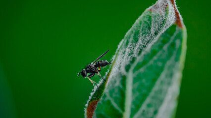Macro pictures with ants having dinner