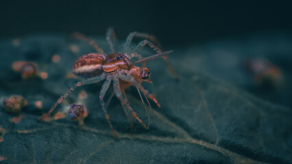Macro pictures with ants having dinner