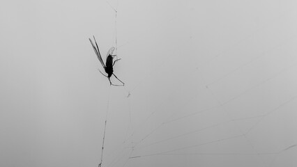 Macro pictures with ants having dinner