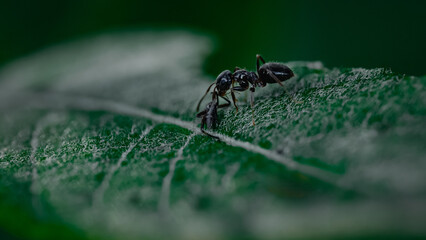 Macro pictures with ants having dinner
