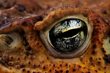 Eye of the Rococo Toad // Auge einer Rokokokröte (Rhinella diptycha / Rhinella schneideri)