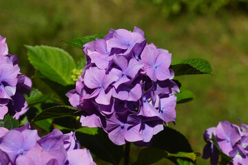 Closeup pink, purple flowers of Hortensia (Hydrangea macrophylla). Family Hydrangeaceae. Background, texture, pattern, Summer, July, Dutch garden