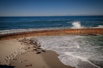 Harbor Seals in San Diego