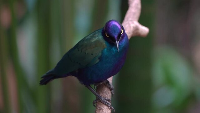 ein Purpurglanzstar sitzt auf einem ast vor gr&uuml;nem hintergrund, Lamprotornis purpureus