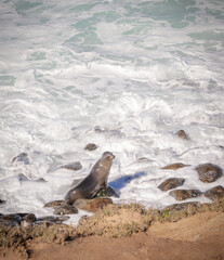 Sea Lion Playing in the Surf