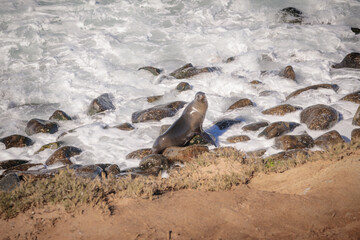 Sea Lion Playing in the Surf