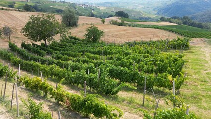 Europe, Italy , Montalto pavese Oltrepo' - drone aerial view of  wheat fields and vineyards in a hilltop village in the Apennines between Lombardy and Tuscany - wine production