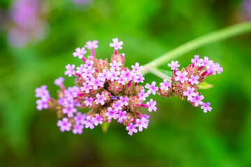 Closeup nature purple flower on sunlight using as fresh ecology background concept