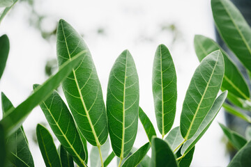 Closeup nature view of green leaf texture on white background using as background and fresh ecology wallpaper concept