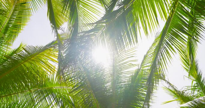 4K DCI 4096x2160p Nature video Bottom view sunshine in leaf coconut tree nature tree sunshine sunlight background High quality video 4K ProRes