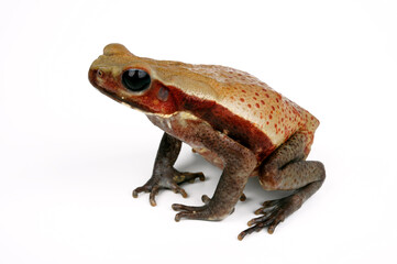 Smooth-sided toad, spotted toad // Tropfenkröte (Rhaebo guttatus)
