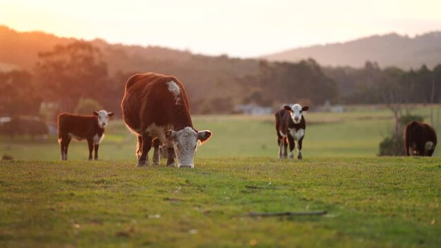 hereford Cows grazing at sunset on a farm