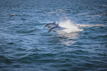 Fototapeta premium Common dolphins swimming off San Diego coast