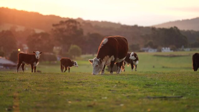 cows grazing on pasture in a field