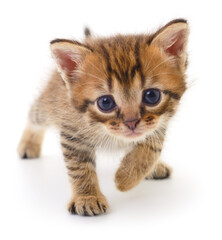 Kitten on white background.