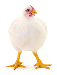 white hen isolated.