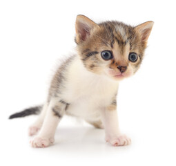 Kitten on white background.