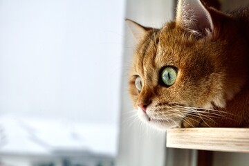 Cat with green Eyes - Katze mit grünen Augen schaut raus aus dem Fenster
British Shorthair