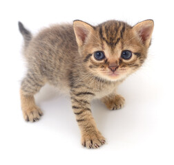 Kitten on white background.