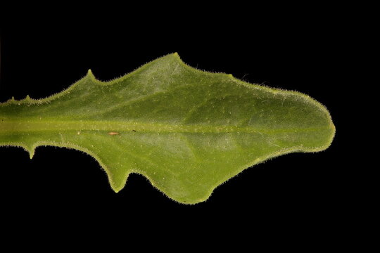 Cape Marguerite (Dimorphotheca ecklonis). Cauline Leaf Closeup