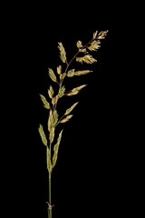 Reed Canary Grass (Phalaris arundinacea). Immature Inflorescence Closeup