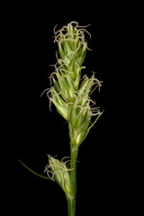 Spiked Sedge (Carex spicata). Inflorescence Closeup