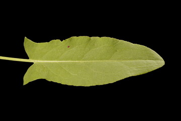 Sorrel (Rumex acetosa). Basal Leaf Closeup