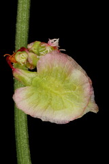 Sorrel (Rumex acetosa). Infructescence Detail Closeup
