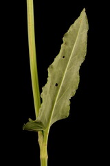 Sorrel (Rumex acetosa). Cauline Leaf Closeup