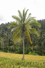 Tall coconut palm trees in Bali, Indonesia
