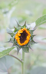 Sunflower about to bloom