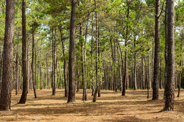 Pinhal. Floresta de pinheiros com agulhas de pinheiro no chão. Risco de incêndio florestal.