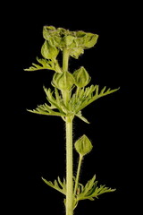 Musk Mallow (Malva moschata). Immature Inflorescence Closeup