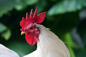 A White Rooster male chicken
