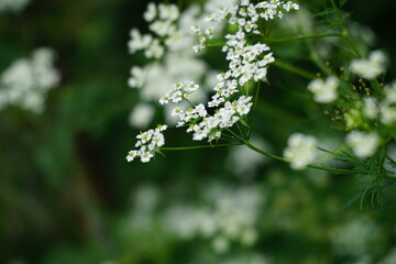 Weiße kleine Blumen - White small flowers