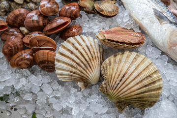 Pesci del Golfo di Trieste