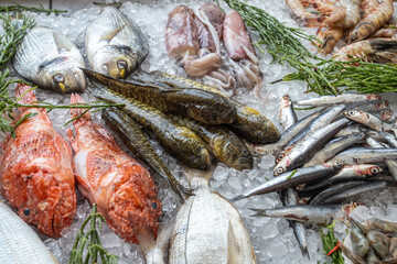 Pesci del Golfo di Trieste