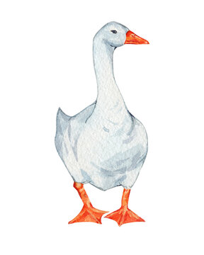 Domestic white and grey watercolor goose. Cute farm bird. Hand drawn illustration on transparent.
