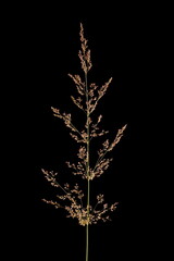 Black Bent (Agrostis gigantea). Inflorescence Closeup