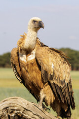 Beautiful vulture