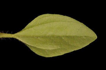 Mexican creeping zinnia (Sanvitalia procumbens). Leaf Closeup
